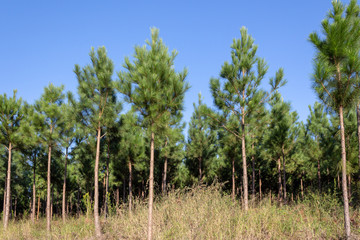 Fototapeta premium Pine trees