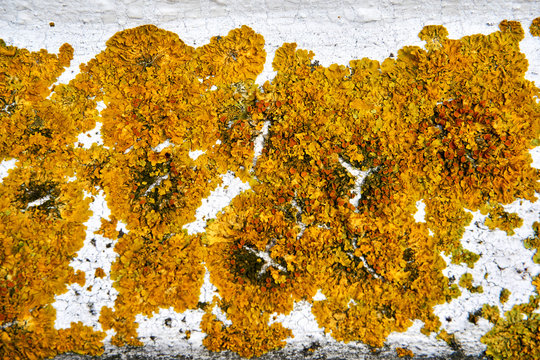 lichen and other plants on grunchy wall