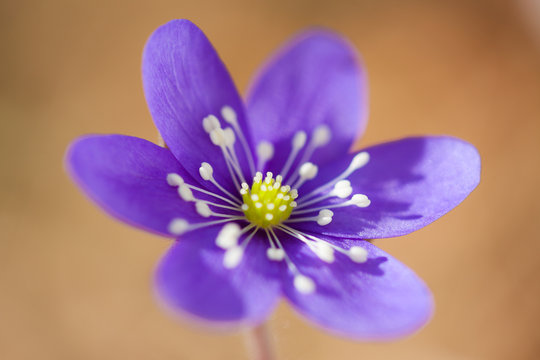 Anemone hepatica flower close-up