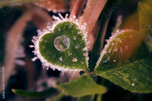 Love Clover With Water Drops Stock Photo And Royalty Free