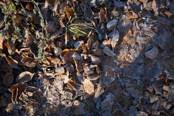autumn leaves on the water