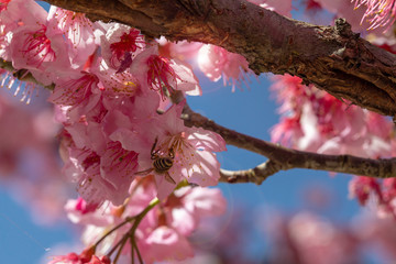 Taiwan cherry blossom season, Wuling Farm thousand cherry garden, blooming cherry blossoms, bees collecting nectar