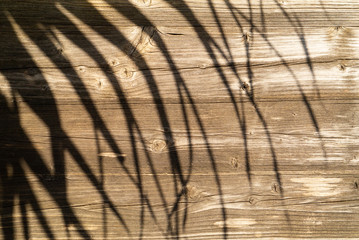 Tropical palm tree shadow on wooden background