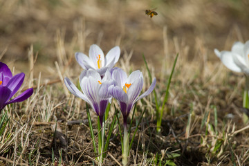 Flowers of spring crocus glow in the sun and are visited by a bee