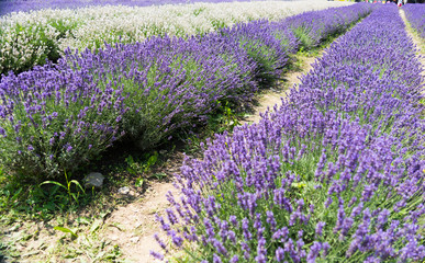 Obraz na płótnie Canvas Lavender Fields and bee