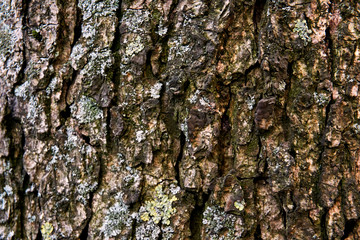 grunge texture of old weathered wood