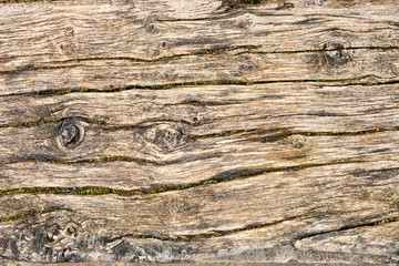 grunge texture of old weathered wood