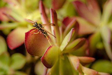 Paper wasp on succulent plant leaves