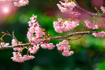 Taiwan cherry blossom season, Wuling Farm, Qianying Garden, blooming cherry blossoms
