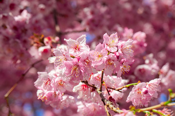 Taiwan cherry blossom season, Wuling Farm, Qianying Garden, blooming cherry blossoms