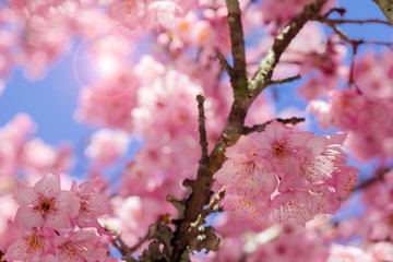 Taiwan cherry blossom season, Wuling Farm, Qianying Garden, blooming cherry blossoms
