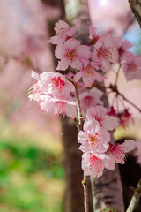 Taiwan cherry blossom season, Wuling Farm, Qianying Garden, blooming cherry blossoms