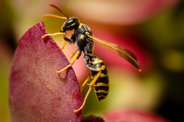 Paper wasp close up