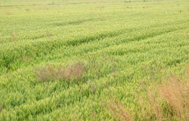 Obraz premium Field of wheat