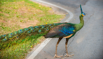 Green peafowl Pavo muticus also known as Java peafowl