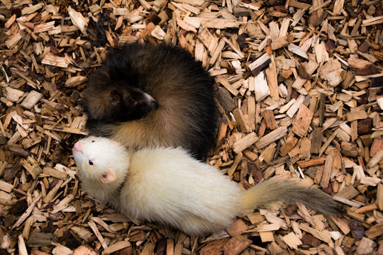 two black and white rodents on wood chips