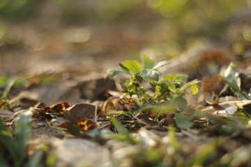 grass bokeh background 
