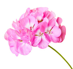 Pink geranium, isolated on white background