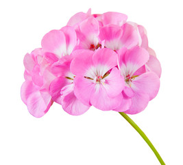 Naklejka na ściany i meble Pink geranium, isolated on white background