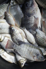 Tilapia fish for verymuch food background  