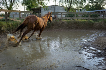 natural horse training