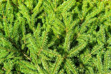 Green Christmas fir tree branches (background)