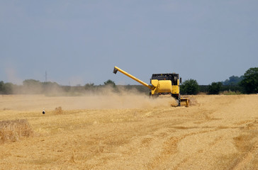 Combine harvester harvest ripe wheat on a farm in Nedelisce, Croatia 