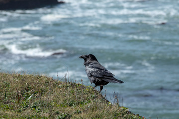 Crow in Crisp Detail