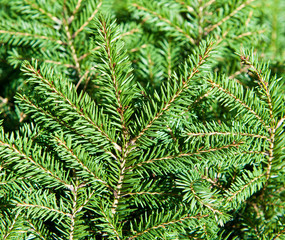Green Christmas fir tree branches (background)