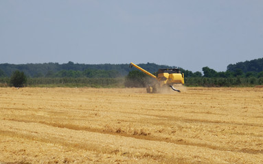 Combine harvester harvest ripe wheat on a farm in Nedelisce, Croatia 