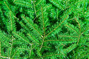 Green Christmas fir tree branches (background)