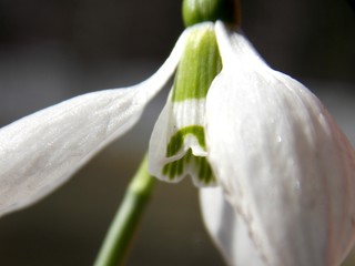 Obraz premium Snowdrop in the spring