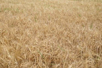 Field of wheat