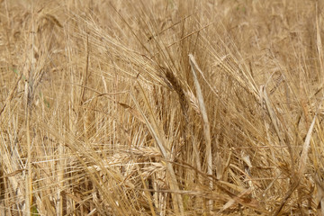 Field of wheat