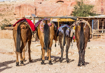 Donkey asses funny animal photography scene in desert Middle East outdoor natural environment 
