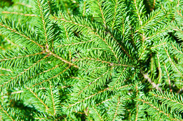 Green Christmas fir tree branches (background)