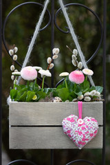 Bellis in Pink in Holzkiste