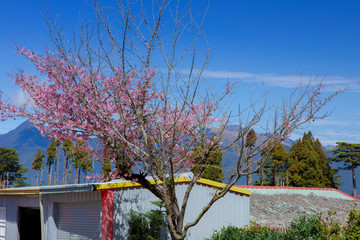 Taiwan cherry blossom season, Wuling Farm Qian Ying Garden, farm hawkers