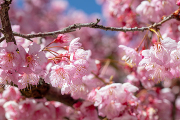 Taiwan cherry blossom season, Wuling Farm, Qianying Garden, blooming cherry blossoms