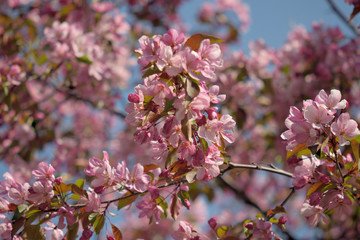 Garden of Eden with blooming apple trees - closeup.