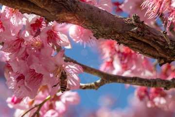 Taiwan cherry blossom season, Wuling Farm thousand cherry garden, blooming cherry blossoms, bees collecting nectar