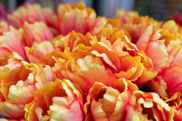 Tulipani colorati arancioni 