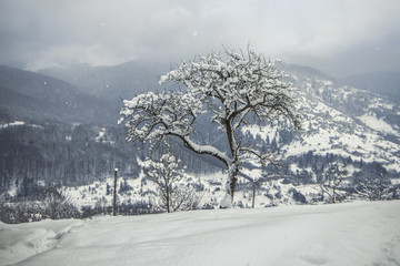 Karpathian snowy winter