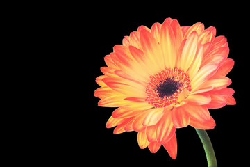 Bright orange gerbera flower isolated on a black background with clipping path. Closeup. Design...