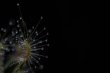 Sundew