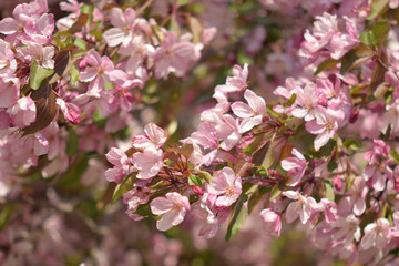 Garden of Eden with blooming apple trees - closeup.