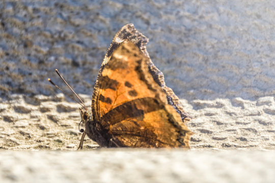 butterfly spring photo