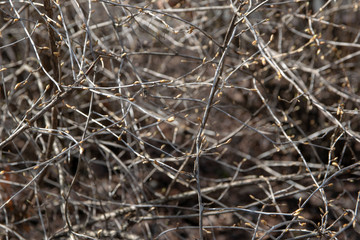 Fototapeta na wymiar thin branches with buds
