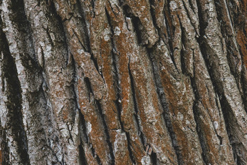 dark bark of a tree