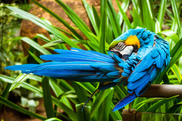 Obraz premium Blue-and-Yellow-Macaw. Parrot